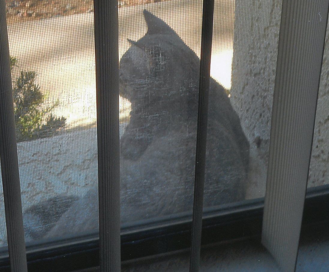 Backyard bobcats